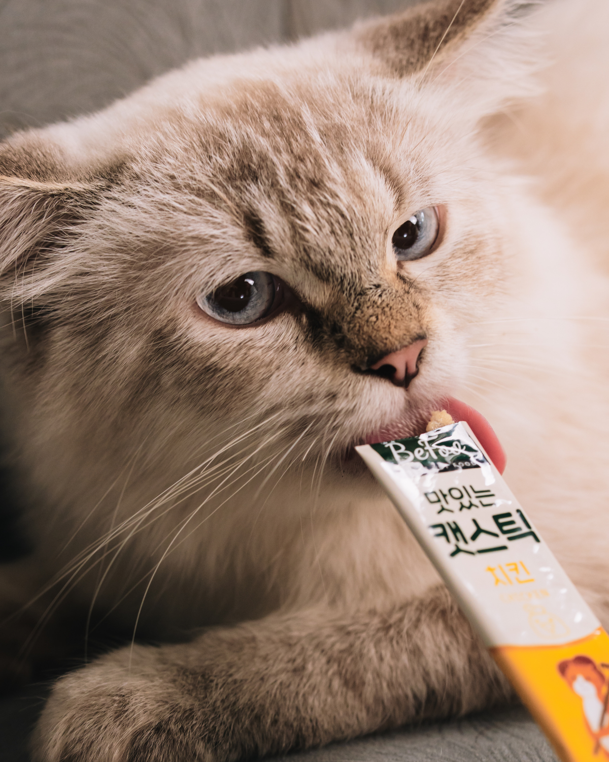 BeFoo Yummy Cat Stick Lifestyle